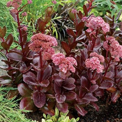 Седум Чоколат Дроп , x Седум Чоколат Дроп , x фото