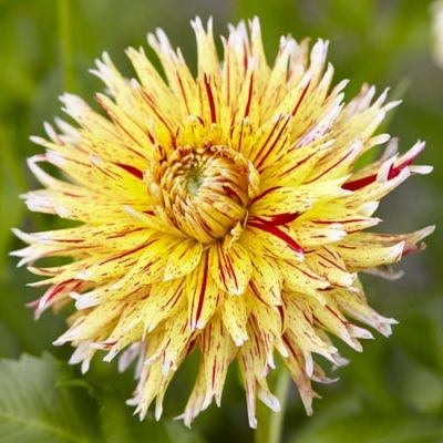 Георгина Вайнсом Георгина Вайнсом - Dolina-Sad.Ru