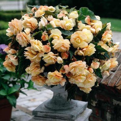 Бегония Ампельная Шампань Бегония Ампельная Шампань фото