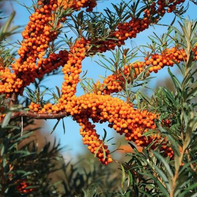 Облепиха крушиновидная Херго Облепиха крушиновидная Херго - Dolina-Sad.Ru