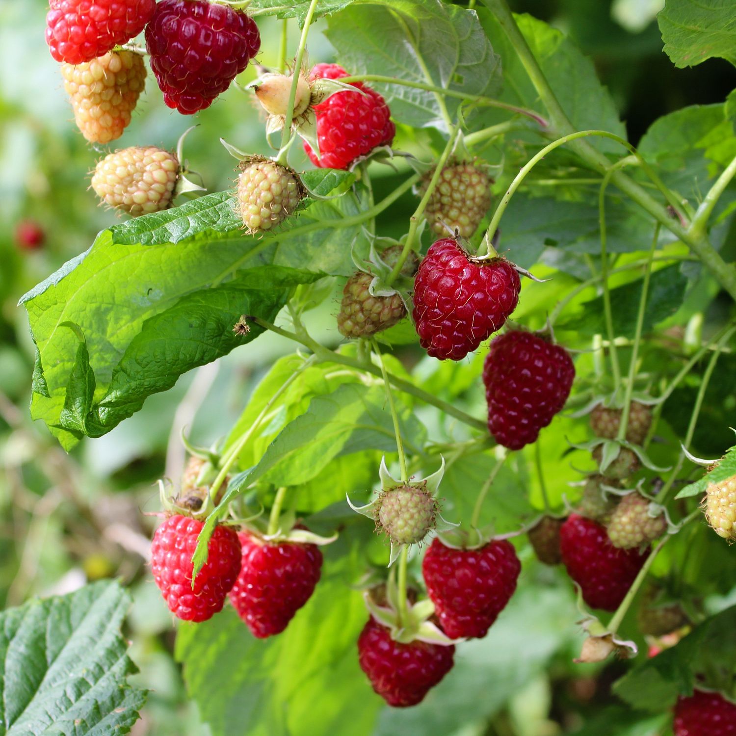 Малина Вилламет/Летняя Малина Вилламет/Летняя - Dolina-Sad.Ru