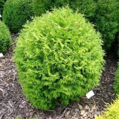 Туя западная Литл Чемпион Туя западная Литл Чемпион фото