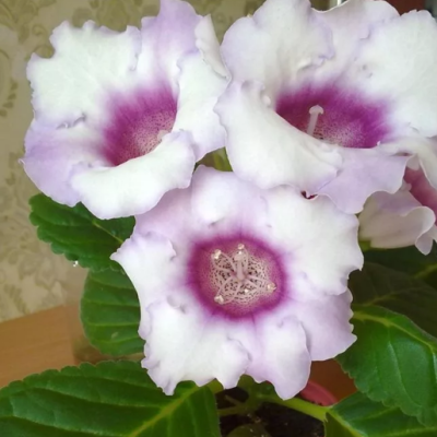 Глоксиния Аванти светло-фиолетовая F1 Глоксиния Аванти светло-фиолетовая F1 фото