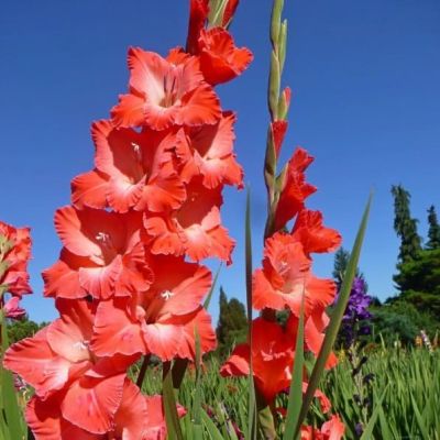 Гладиолус Прити гай фото