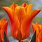Тюльпан Баллад Оранж Тюльпан Баллад Оранж фото