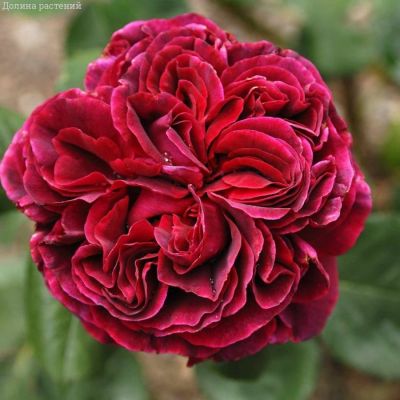 Роза Алфалоп в горшке - Dolina-Sad.Ru