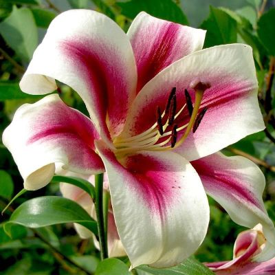 Лилия Пассиональ Лилия Пассиональ фото