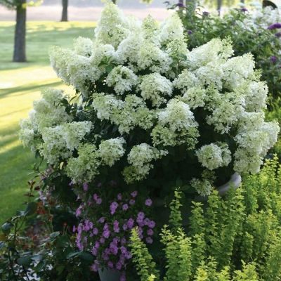 Гортензия метельчатая Дегудо, С3 - Dolina-Sad.Ru