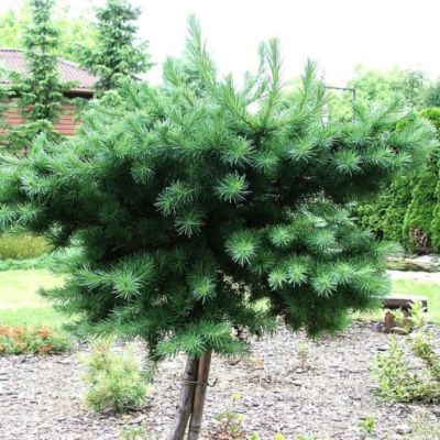 Лиственница японская Блю Дварф Лиственница японская Блю Дварф - Dolina-Sad.Ru