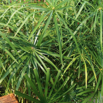 Циперус очереднолистный Зонтик Циперус очереднолистный Зонтик фото