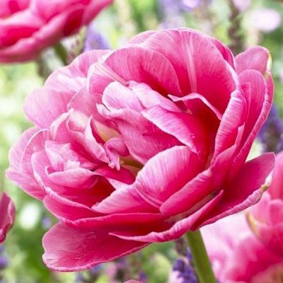 Тюльпан Авейрон Тюльпан Авейрон фото