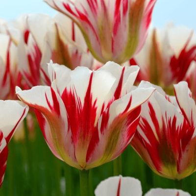 Тюльпан Флеминг Спринг Грин Тюльпан Флеминг Спринг Грин фото