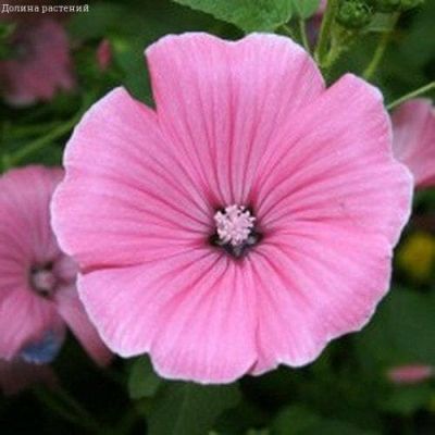 Лаватера Сильвер Кап фото