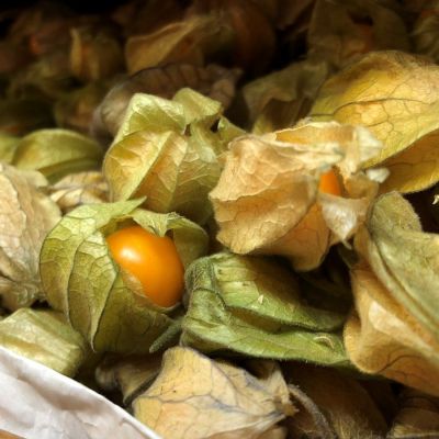 Физалис Мармеладный - Dolina-Sad.Ru