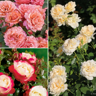 Комплект Чайно-гибридных Роз - Dolina-Sad.Ru