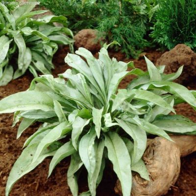 Медуница Самурай - Dolina-Sad.Ru