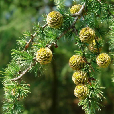 Лиственница тонкочешуйчатая Лиственница тонкочешуйчатая фото
