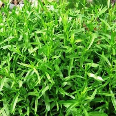 Эстрагон Гудвин Эстрагон Гудвин фото