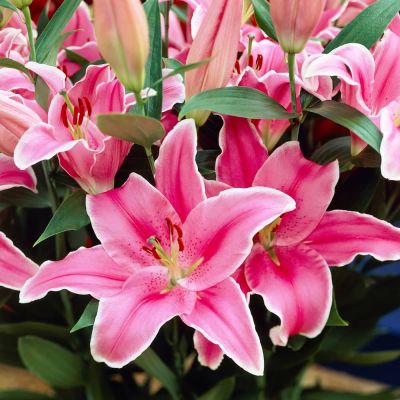 Лилия Марлон Лилия Марлон фото