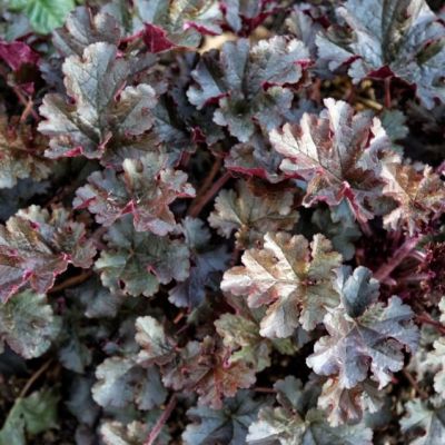 Гейхера Ворлд Кафе Эспрессо Гейхера Ворлд Кафе Эспрессо - Dolina-Sad.Ru