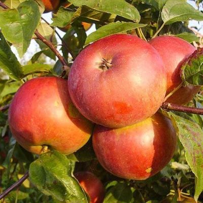 Яблоня Белорусское Сладкое/Зимняя, C3 (2 года) Яблоня Белорусское Сладкое/Зимняя, C3 (2 года) - Dolina-Sad.Ru