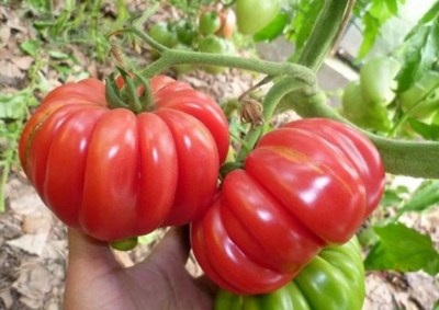 Томат Японский краб Томат Японский краб фото