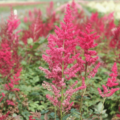 Астильба Арендса Глют Астильба Арендса Глют фото