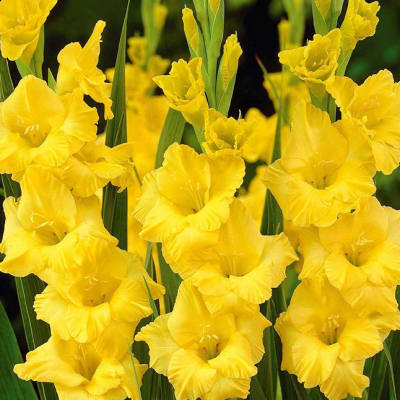 Гладиолус Джексонвиль Голд Гладиолус Джексонвиль Голд фото