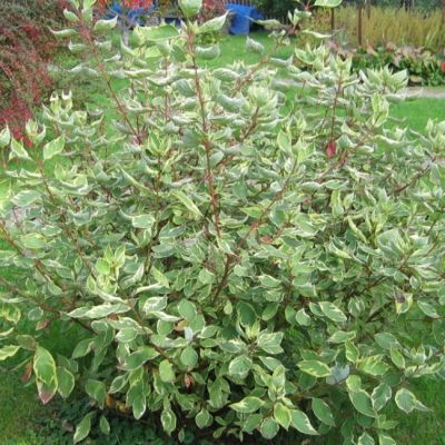 Дерен сибирский Вариегатта Дерен сибирский Вариегатта фото