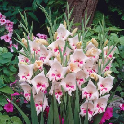 Гладиолус Карин Гладиолус Карин - Dolina-Sad.Ru