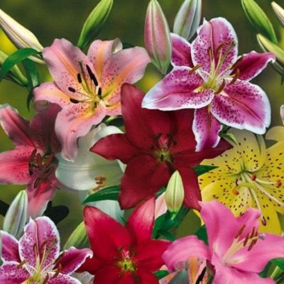 Набор лилий - 2 шт. Набор лилий - 2 шт. фото