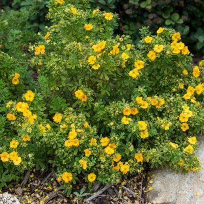 Лапчатка Мармелад Лапчатка Мармелад - Dolina-Sad.Ru