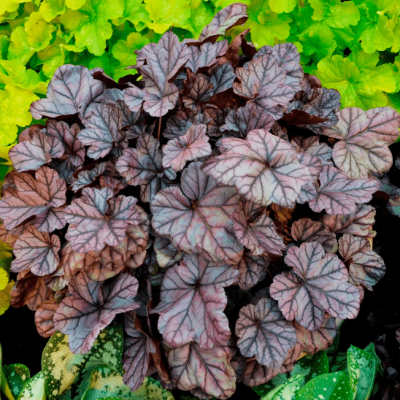 Гейхера Роуз Кварц , С1,5 Гейхера Роуз Кварц , С1,5 фото