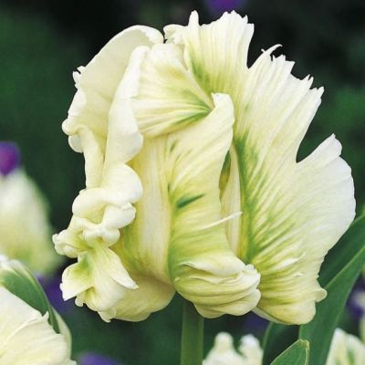 Тюльпан Супер Пэррот Тюльпан Супер Пэррот фото