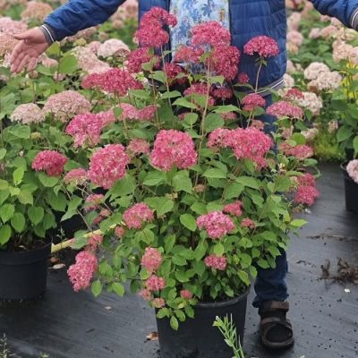 Гортензия древовидная Сорбет Гортензия древовидная Сорбет - Dolina-Sad.Ru