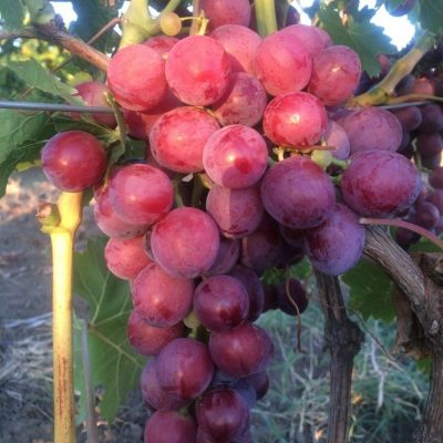 Виноград Кардинал - Dolina-Sad.Ru