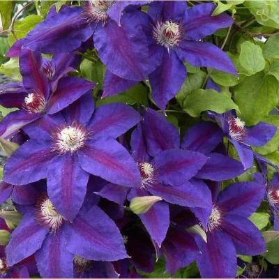 Клематис Уайлдфайер Клематис Уайлдфайер фото