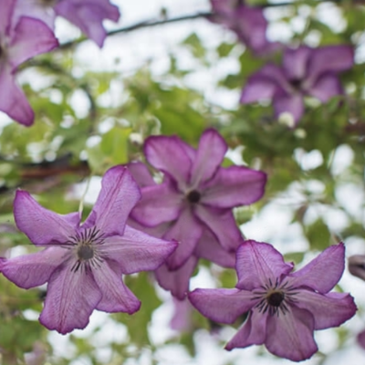 Клематис Оберек Клематис Оберек фото