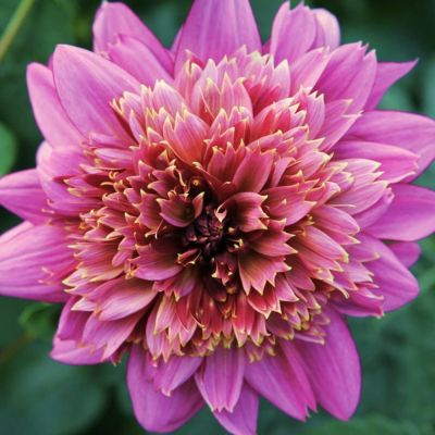 Георгина Мамбо Георгина Мамбо фото