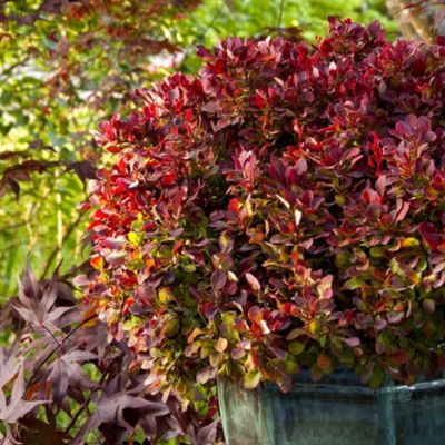 Барбарис Тунберга Голден Руби Барбарис Тунберга Голден Руби - Dolina-Sad.Ru