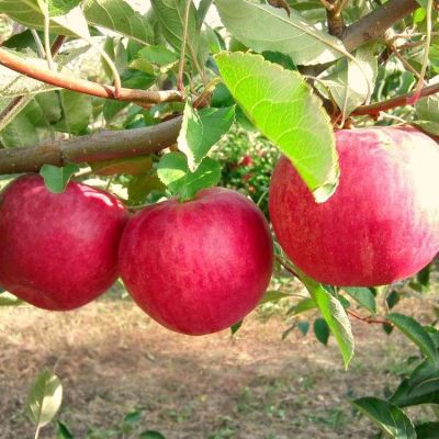 Яблоня Слава победителям/Летняя фото