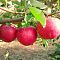 Яблоня Слава победителям/Летняя фото