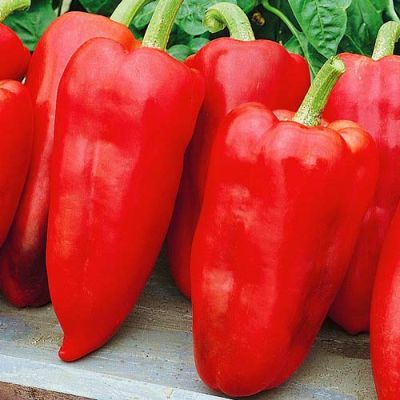 Перец Толстые щечки Перец Толстые щечки фото