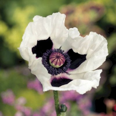 Мак восточный Роял Виддинг Мак восточный Роял Виддинг - Dolina-Sad.Ru