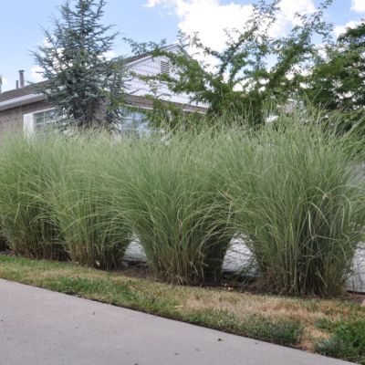 Мискантус китайский Монинг Лайт Мискантус китайский Монинг Лайт фото