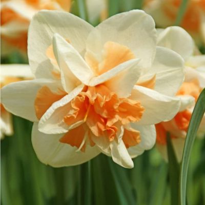 Нарцисс Реплит Нарцисс Реплит фото