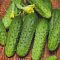 Огурец Барабулька F1 корнишон автор. Огурец Барабулька F1 корнишон автор. - Dolina-Sad.Ru
