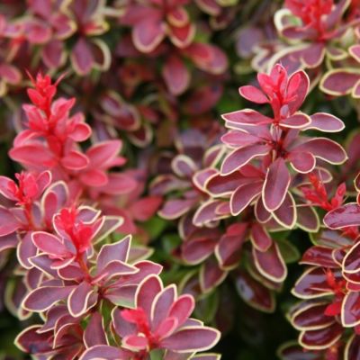 Барбарис Тунберга Чикита, С2 Барбарис Тунберга Чикита, С2 - Dolina-Sad.Ru