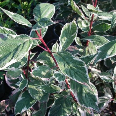 Дерен сибирский Вариегатта Дерен сибирский Вариегатта фото