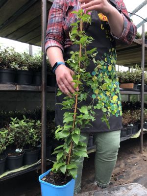 Клематис Ниобе Клематис Ниобе фото